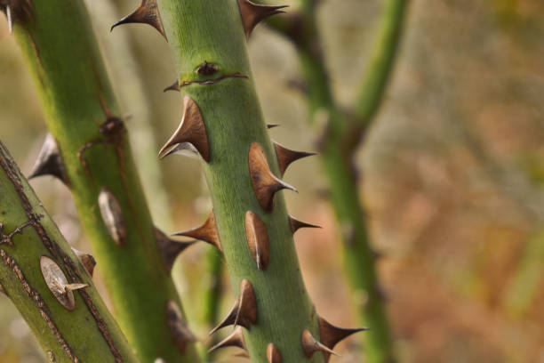 istock Prickly bramble bushes in the forest. 1291262382