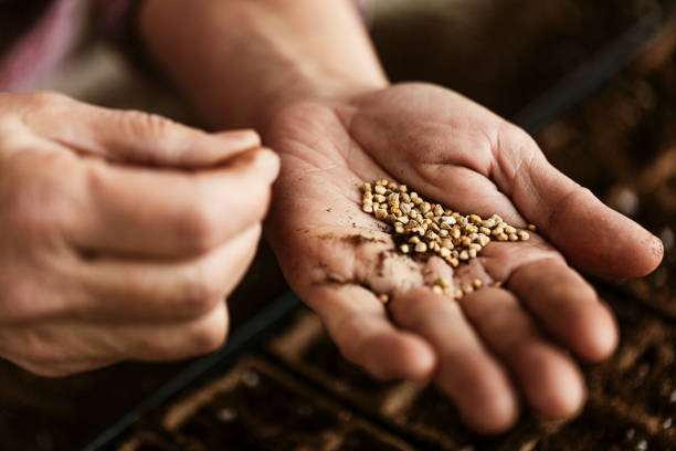 istock During the ongoing COVID lockdown, a senior woman is sorting vegetable seeds to remove the bad ones before starting the sowing process. 1291262441