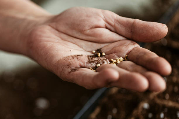 istock During the ongoing COVID lockdown, a senior woman is sorting vegetable seeds to remove the bad ones before starting the sowing process. 1291263031