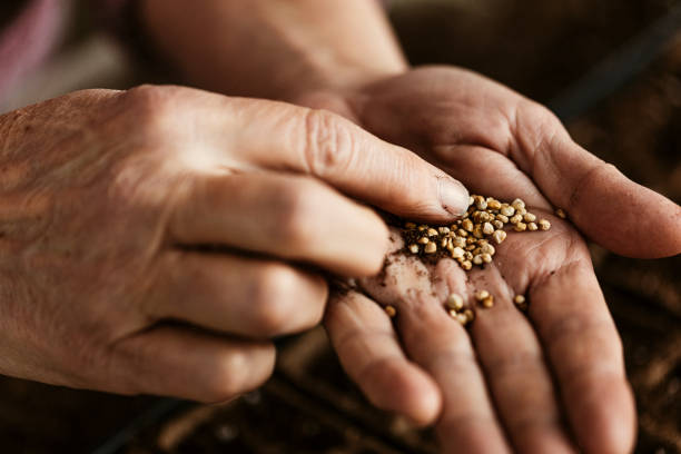 istock During the ongoing COVID lockdown, a senior woman is sorting vegetable seeds to remove the bad ones before starting the sowing process. 1291263072