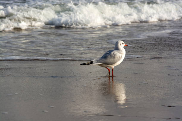 istock Gull at the Baltic Sea, Germany 1291263482