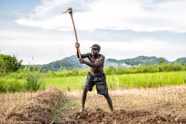 Mid adult farmer digging over the soil for planting rice on his own field in malawi