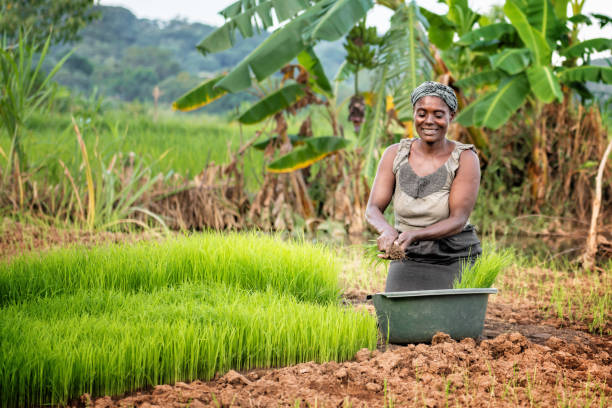 istock african woman planting rice 1291264188