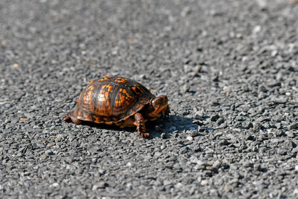 istock Eastern Box Turtle Crossing the Road 1291264451