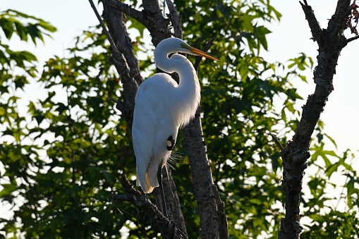 Great Egret in the Morning Light