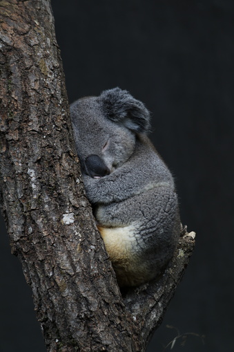 Sleeping koala bear on the tree