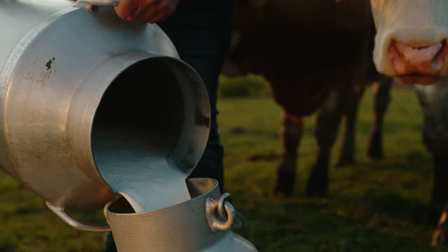 SLO MO Farmer pours milk from one barrel to another