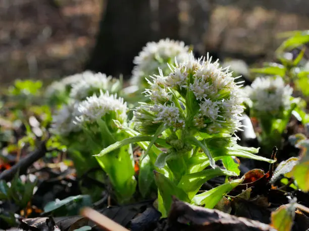 The butterbur has a complex inflorescence: flowers gathered in flower baskets, which in turn form panicles