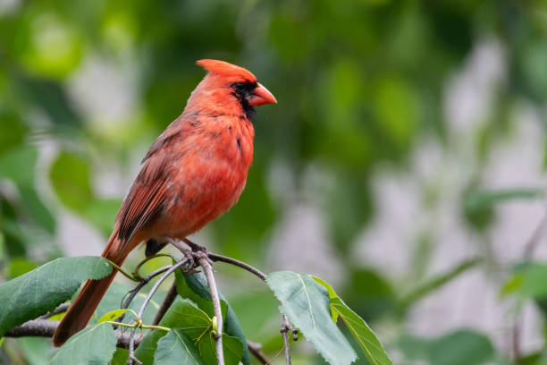 istock Northern Red Cardinal Perched on a Branch 1291268814