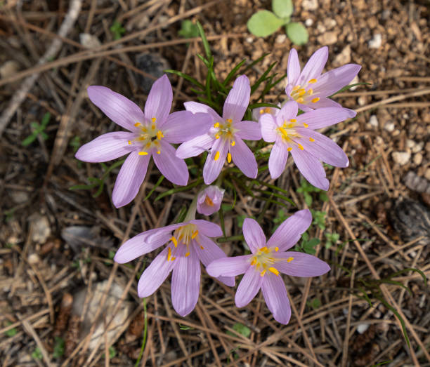 Pink Saffrons Pink wild meadow saffrons on a pine forest bed in Israel meadow saffron stock pictures, royalty-free photos & images