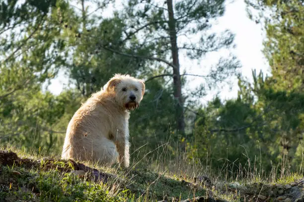 A mixed breed golden colored dog sitting in a pine forest at dawn.