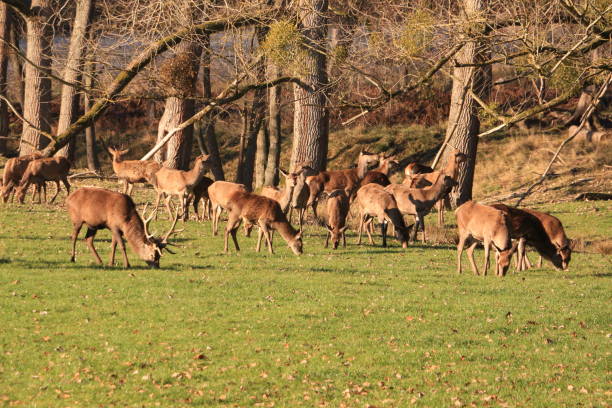 istock Deer and deer in a forest in the Sauerland 1291272165