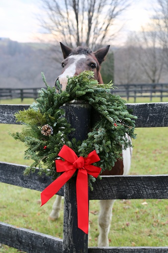 A pinto pony tries to eat the wreath the a farmer has hung on a fence post.