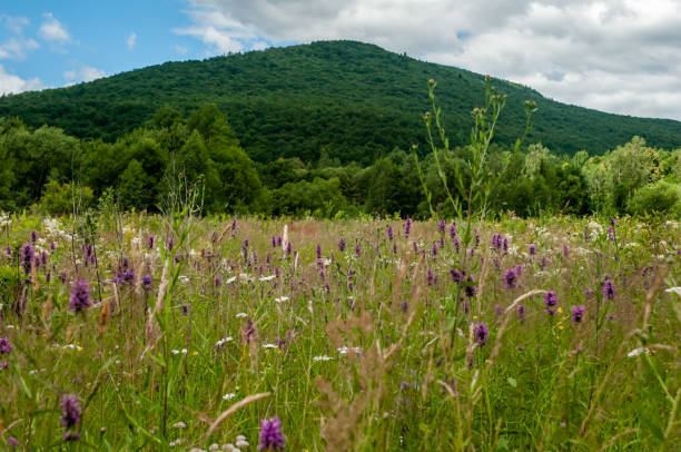 pink wildflowers on the mountains background