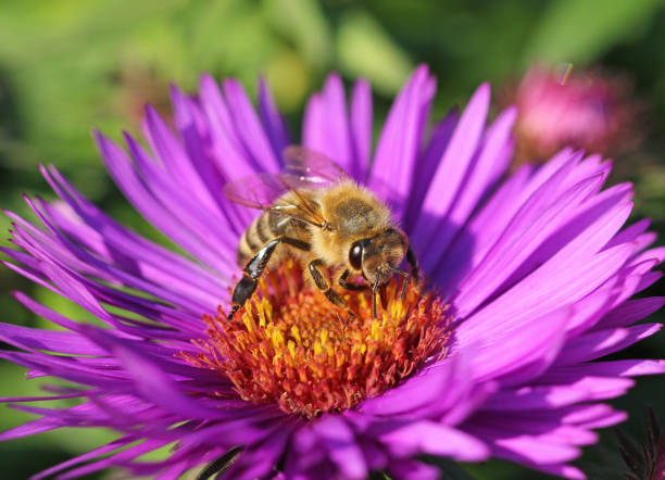 Honey Bee pollinating flowers
