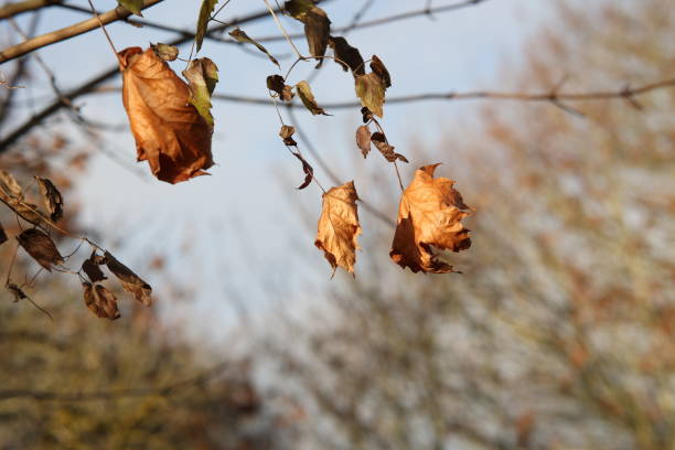 istock Withered leaves flutter in the wind in autumn 1291274109