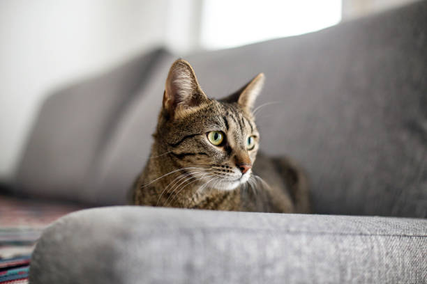 Cat on a sofa Domestic European shorthair female cat relaxign on a sofa, about 12 months old. shorthair cat stock pictures, royalty-free photos & images