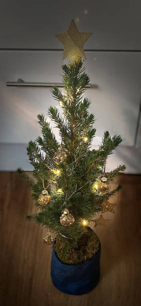 istock Potted christmas tree in the UK 1291274183