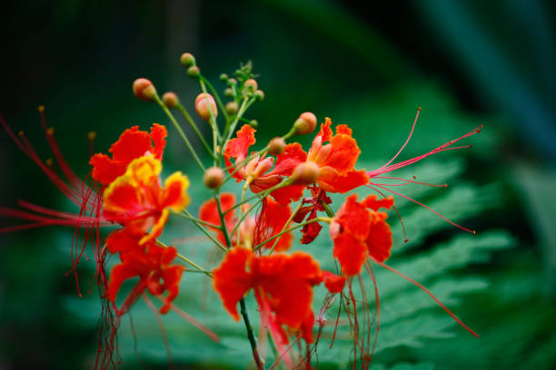 istock Plant and flower exotic from south America 1291275212