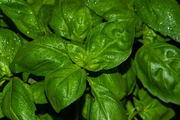 istock Fresh and green basil leaves with water drops on the black background. 1291275541