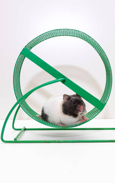 istock Pet. Small spotted hamster. The hamster runs in the wheel. 1291276590