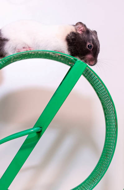 istock Pet. Small spotted hamster. The hamster runs in the wheel. 1291276599