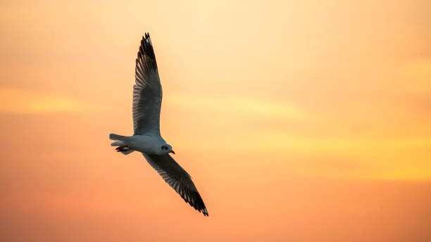 istock Flying Seagull at twilight sky at sunset, Bang Pu 1291276686