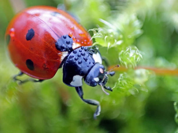 istock Macro photogrtaph of a ladybug drinking morning dew from green moss 1291276717