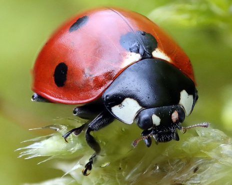 Macro photograph of a ladybug crawling on green moss with morning dew