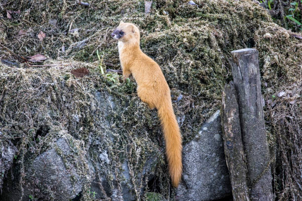 istock a wild weasel pictured in japan 1291277730
