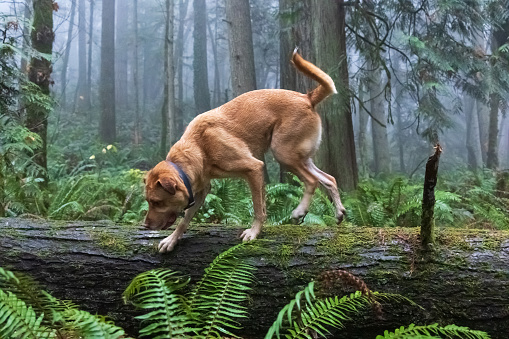 A dog walking on a log in the forest on a foggy day in Oregon