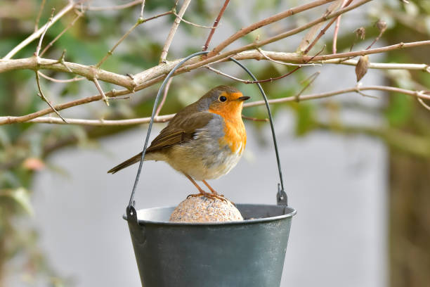 robin in the garden - rubecula imagens e fotografias de stock
