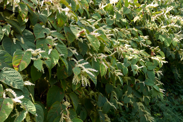 Green Hedge texture