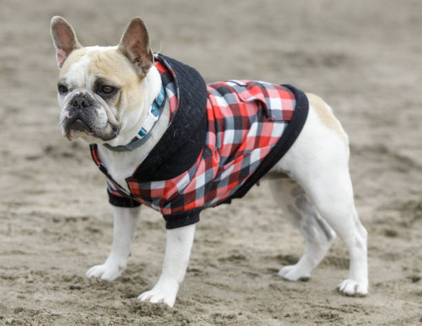 istock 3-Years-Old piebald female Frenchie standing dressed up 1291281623