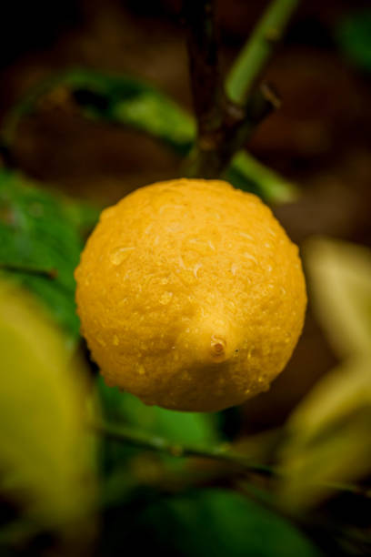 Group of lemons hanging on tree branch