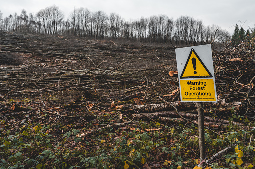 A warning sign about large scale timber harvesting operation in progress at a forest in Mildridge Wood, Sevenoaks, UK.