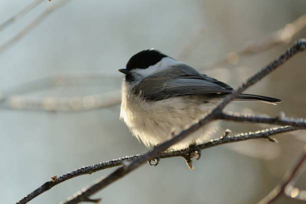 istock Poecile montanus or Willow Tit is sitting on a tree branch in magic winter sunlight. 1291284662