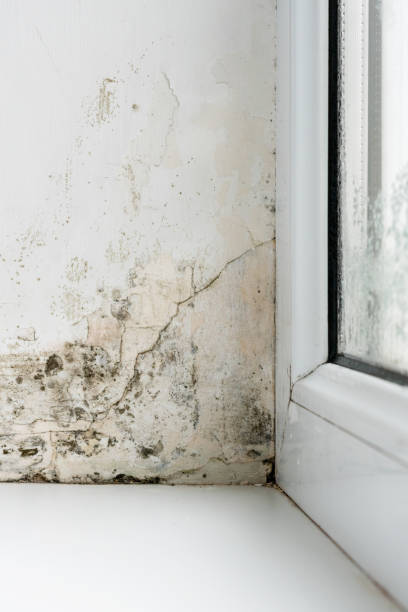プラスチック窓の隅にカビ - mold damaged toxic mold mildew ストックフォトと画像