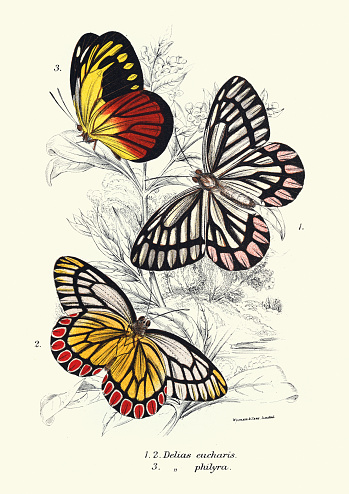 Vintage illustration of Butterflies, Delias eucharis common Jezebel, Delias philyra, Wildlife art