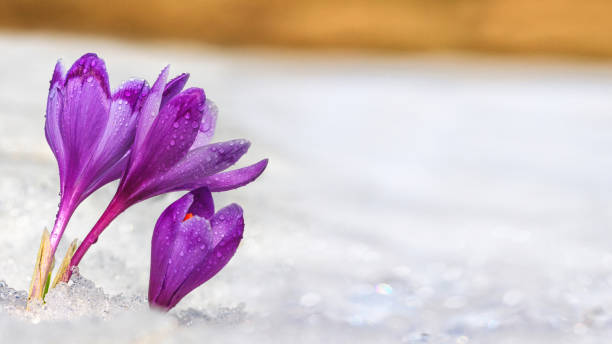 istock Crocuses - blooming purple flowers making their way from under the snow 1291287541