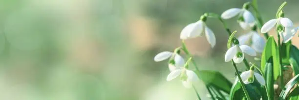 Galanthus nivalis or common snowdrop - blooming white flowers in early spring in the forest, closeup with space for text