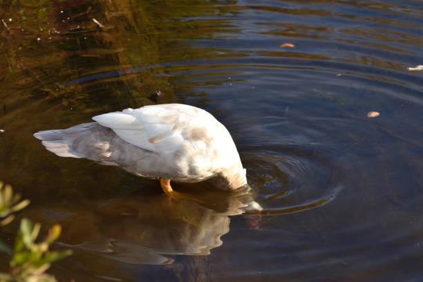istock A White Domesticated Duck with its Head Beneath the Water 1291289910
