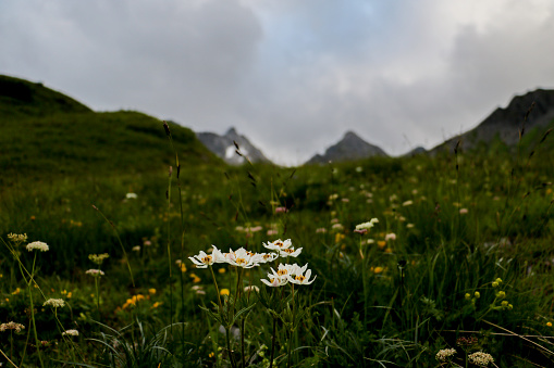 The picture shows a small white silver root plant in the foreground, together with other alpine flowers. In the background, the peaks of the Rund um den Arlberg extend on the border between Tyrol and Vorarlberg in Austria.