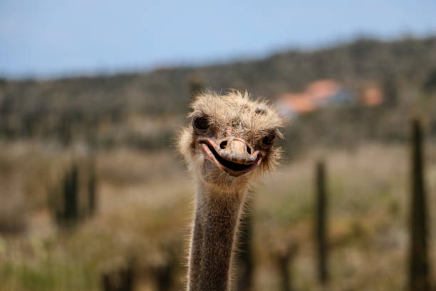 Laughing ostrich This picture is taken on an ostrich farm in the Caribbean. In the background stretches the barren land of Aruba with some column cacti. ostrich farm stock pictures, royalty-free photos & images