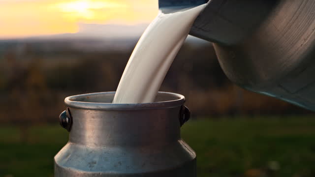 SLO MO Pouring milk into the bucket at dusk