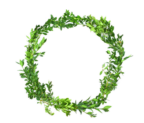istock Boxwood wreath isolated on white background. Frame, copy space. 1291294471