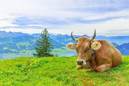 Brown cow with horns in alpine meadow along Rigi-Scheidegg railway trail looking at Swiss Alps, Schwyz basin, Lake Lucerne. Unterstetten village in Canton of Lucerne, Central Switzerland.