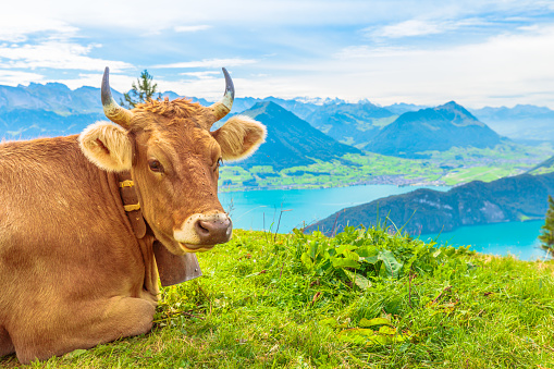 Portrait of brown cow with horns in alpine meadow along Rigi-Scheidegg railway looking at Swiss Alps, Schwyz basin, Lake Lucerne. Unterstetten in Canton of Lucerne, Central Switzerland.