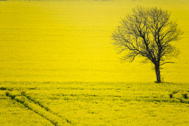 istock Arable field of winter oilseed rape in flower 1291298400