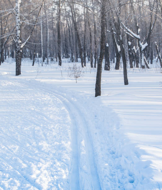 冬公園のスキーコース。自然、健康的なライフスタイル、垂直フレームの概念 - rural scene russia ski track footpath ストックフォトと画像